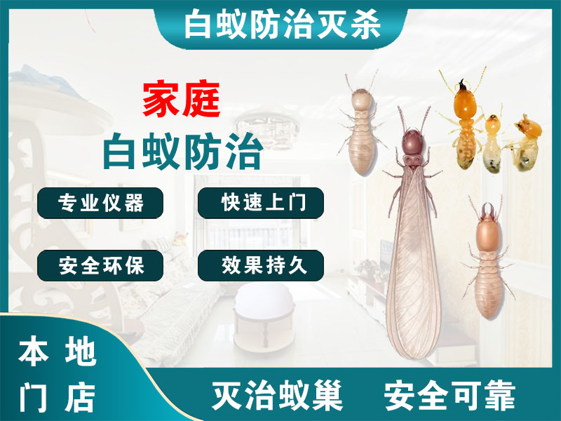 鹿城家庭白蚁防治