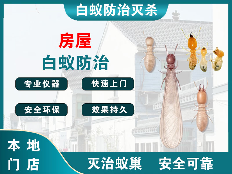 鹿城房屋白蚁防治